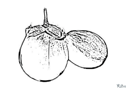 aubergine Coloring Pages To Print